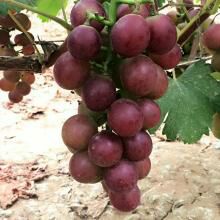 乒乓球葡萄 乒乓球大量上市