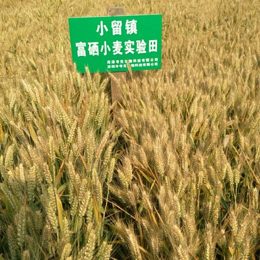 菏泽富硒小麦 