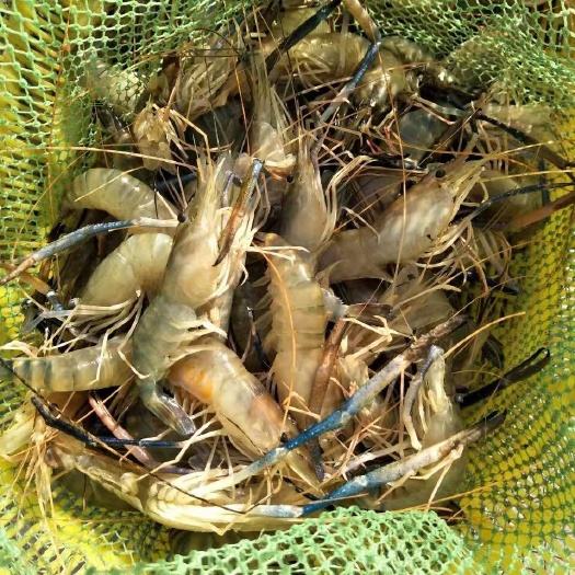 连云港对虾苗