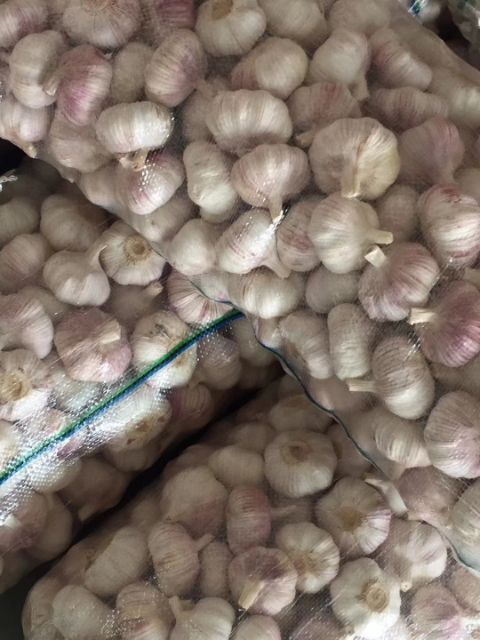 邳州市紫皮大蒜 6cm以上 多瓣蒜 