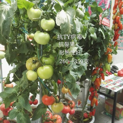 寿光市粉果番茄种子  口感型越夏粉果番茄种籽硬粉抗TY西红柿种子耐