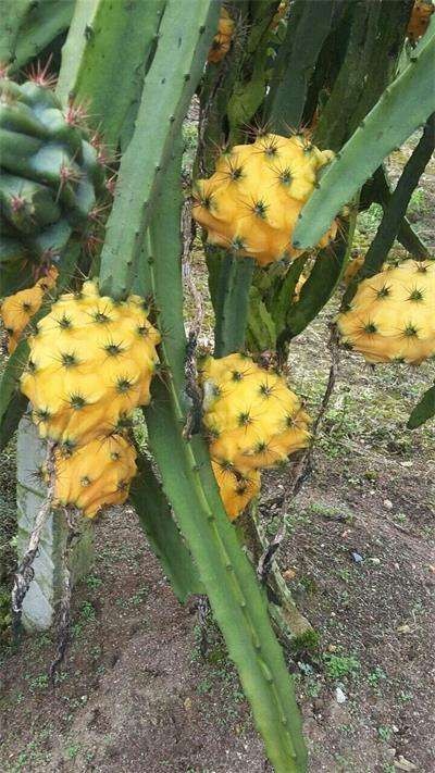 灵山县 燕窝火龙果苗   黄皮火龙果苗  带根发货  包邮