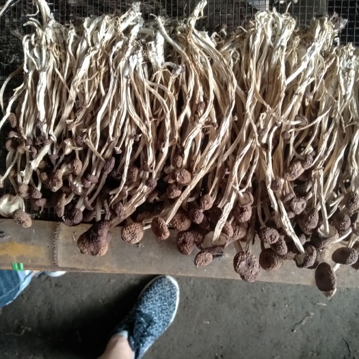 广昌县 广昌3号茶树菇