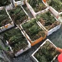 杭州 苦草