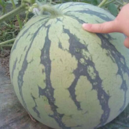 全州县 大棚西瓜