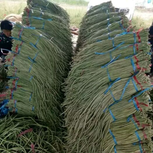 大名县 大量长豆角全部现摘下来的，大量现货，上不封顶