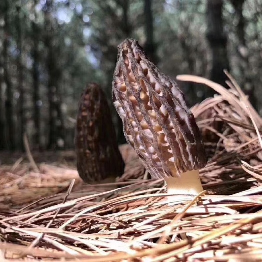  羊肚菌