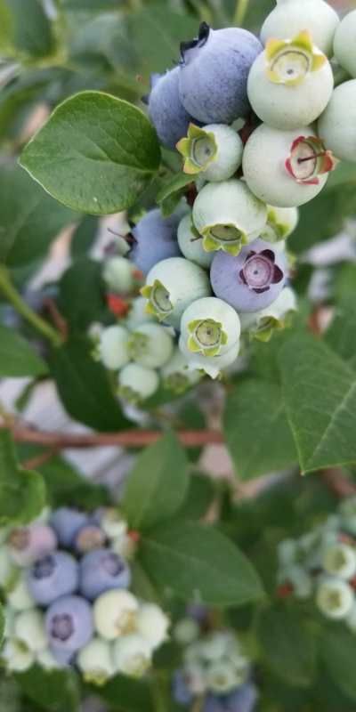  藍莓樹苗兩年三年藍莓苗薄霧藍莓樹苗