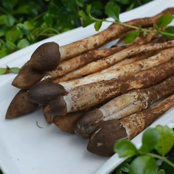 蘑菇 天然鸡枞夏至菌
