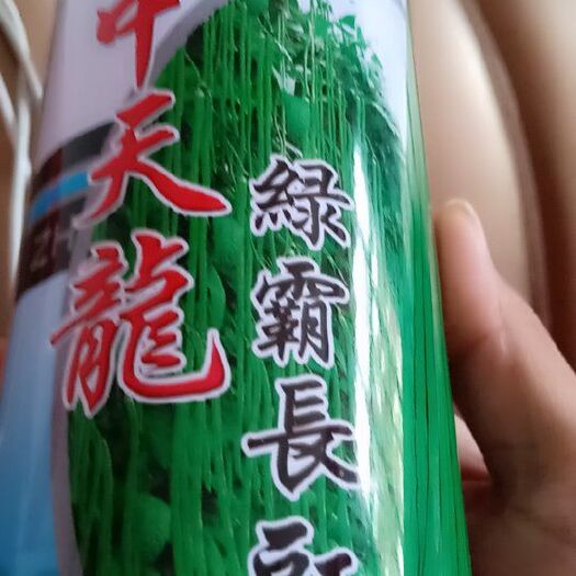 长青豆角种子 中天龙。绿霸长条