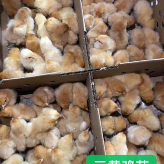 广州 三黄鸡苗

三黄土鸡苗包打疫苗   运输包活   技术提供