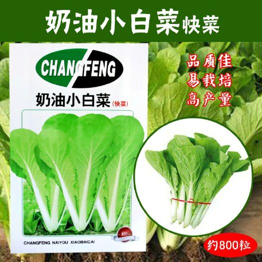 南靖县 奶油小白菜种子批发小青菜种子生长迅速菜园易种蔬菜种子四季播