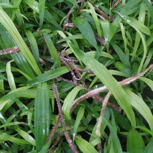 阆中市紫花白芨苗  紫花三叉白及苗