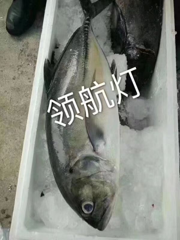 深海海鲜 深海鱼