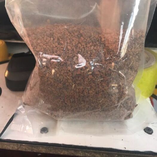 石嘴山香草豆 香豆粉种子。