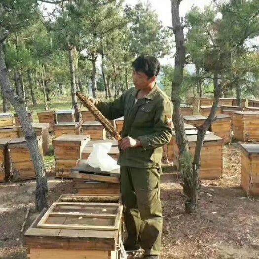 迁安市 自己家大山里的纯蜂蜜，良心蜜，放心蜜，价价格在意
