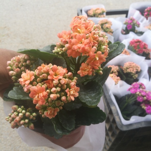 青州市长寿花盆栽 多种花色长寿花，颜色漂亮，花期时间长。