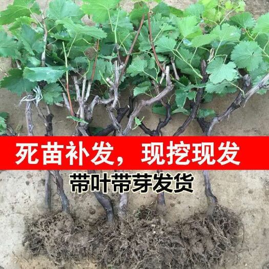 灵山县 嫁接甜蜜蓝宝石葡萄树苗盆栽地栽葡萄果树苗南北方种植庭院葡萄苗