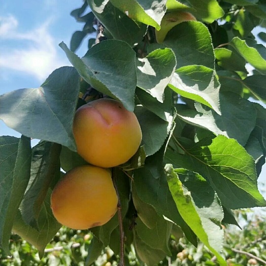 辛集市 菜籽黄，金太阳，凯特。串红杏大量供应