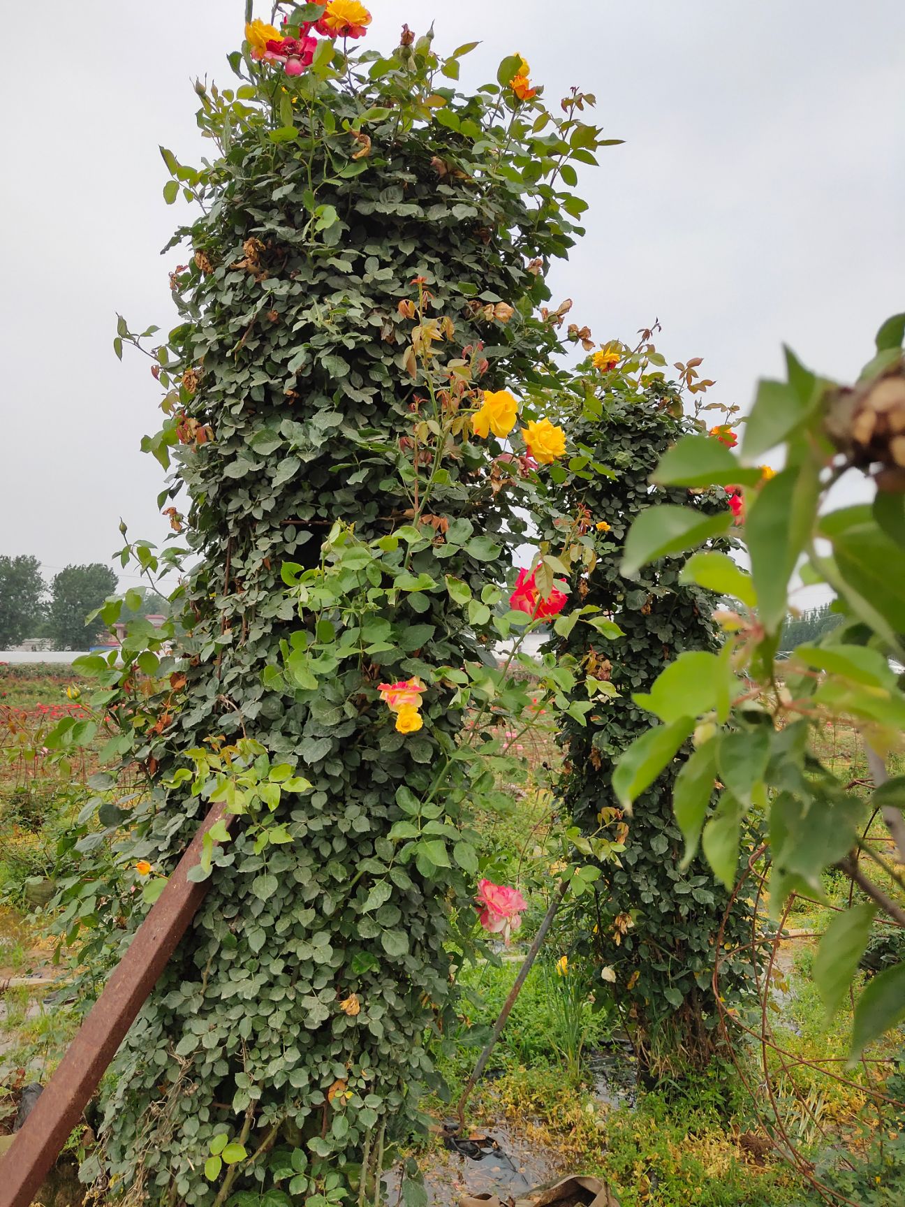  月季花柱，高度1米6一2米2，冠幅50一70，生长期3年以上