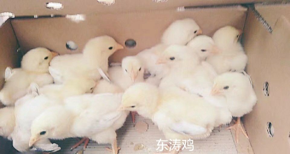 广州 东涛鸡苗 大脚鸡苗   正宗越南东涛鸡苗    成活率高