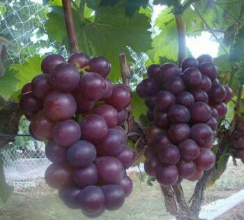 维多利亚葡萄 红无核大量上市