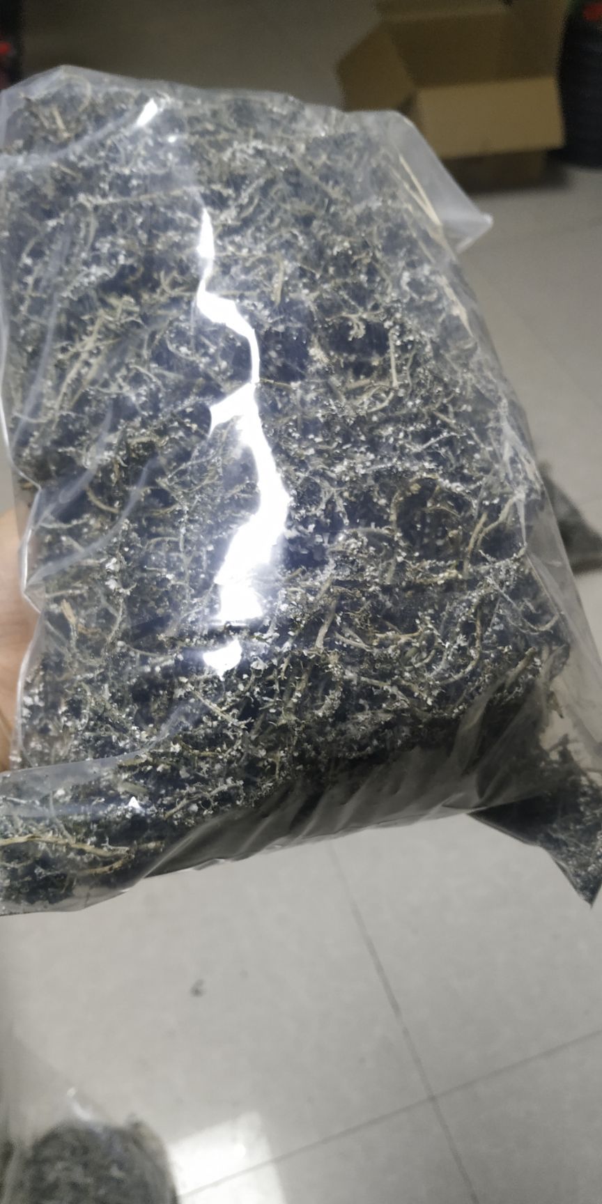 蕨菜  甘南野生鹿角菜非青海山野菜酒店用野菜大量出售