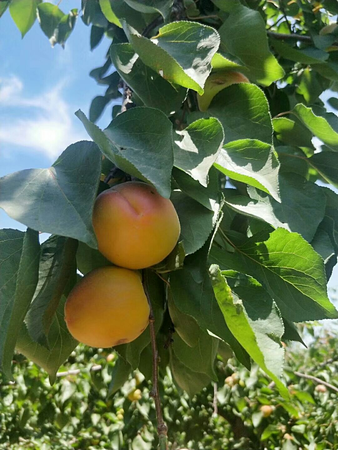  菜籽黄，金太阳，凯特，串红杏大量供应