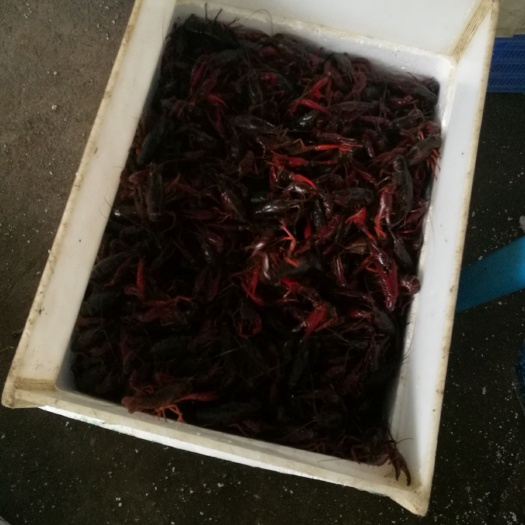 红壳小龙虾 6-8钱 人工养殖