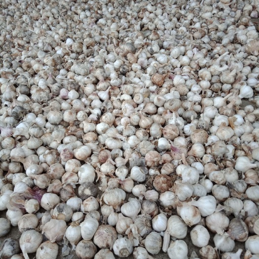 紫皮大蒜 4.5cm以下 多瓣蒜