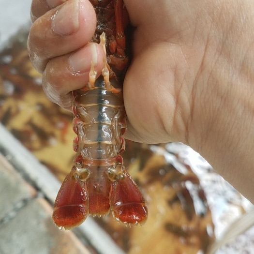 成都 本地小龙虾4.2-6.5