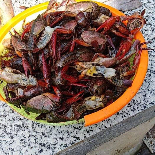 沅江市青壳小龙虾 产地直供