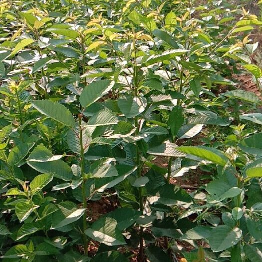 新泰市俄罗斯8号樱桃苗 俄8