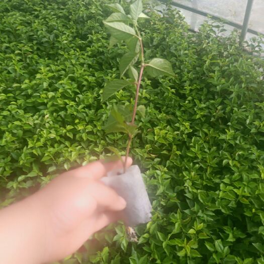 泰安吉塞拉樱桃苗 吉塞拉矮化樱桃树苗占木6    12