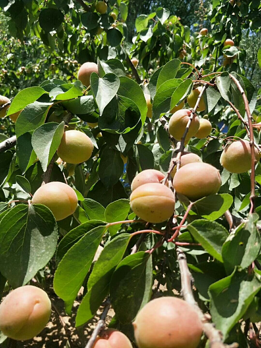  菜籽黄，金太阳，凯特，串红杏大量供应