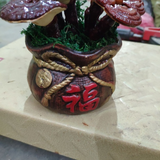 冠县造型灵芝 灵芝盆景观赏灵芝盆景