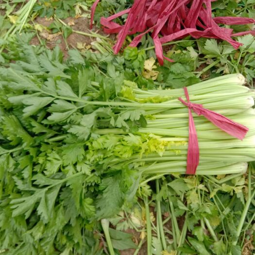 柘城县精品西芹，菜质优良，货源充足，运输方便，走货快