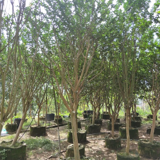 漳浦县 小叶紫薇，头径6~13分，大量现货供应