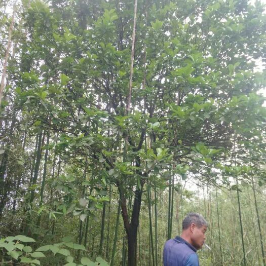 灵川县酸柚实生苗 米径20公分以上柚子树，香泡树！