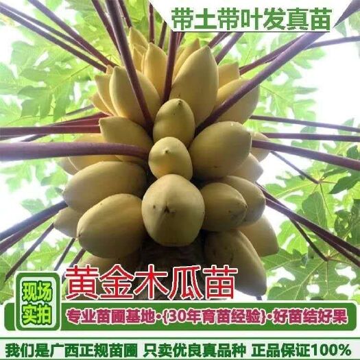 灵山县 新品种泰国黄金木瓜苗营养杯苗种植当年结果盆栽地栽庭院种植包邮