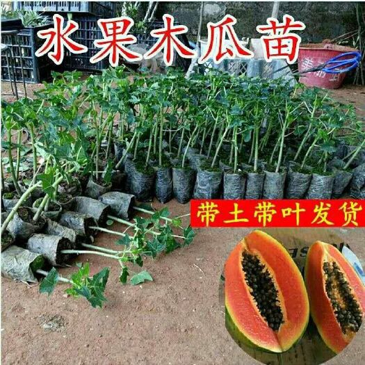 灵山县 木瓜树苗大青木瓜苗大青红肉水果木瓜苗中白木瓜苗品种保证