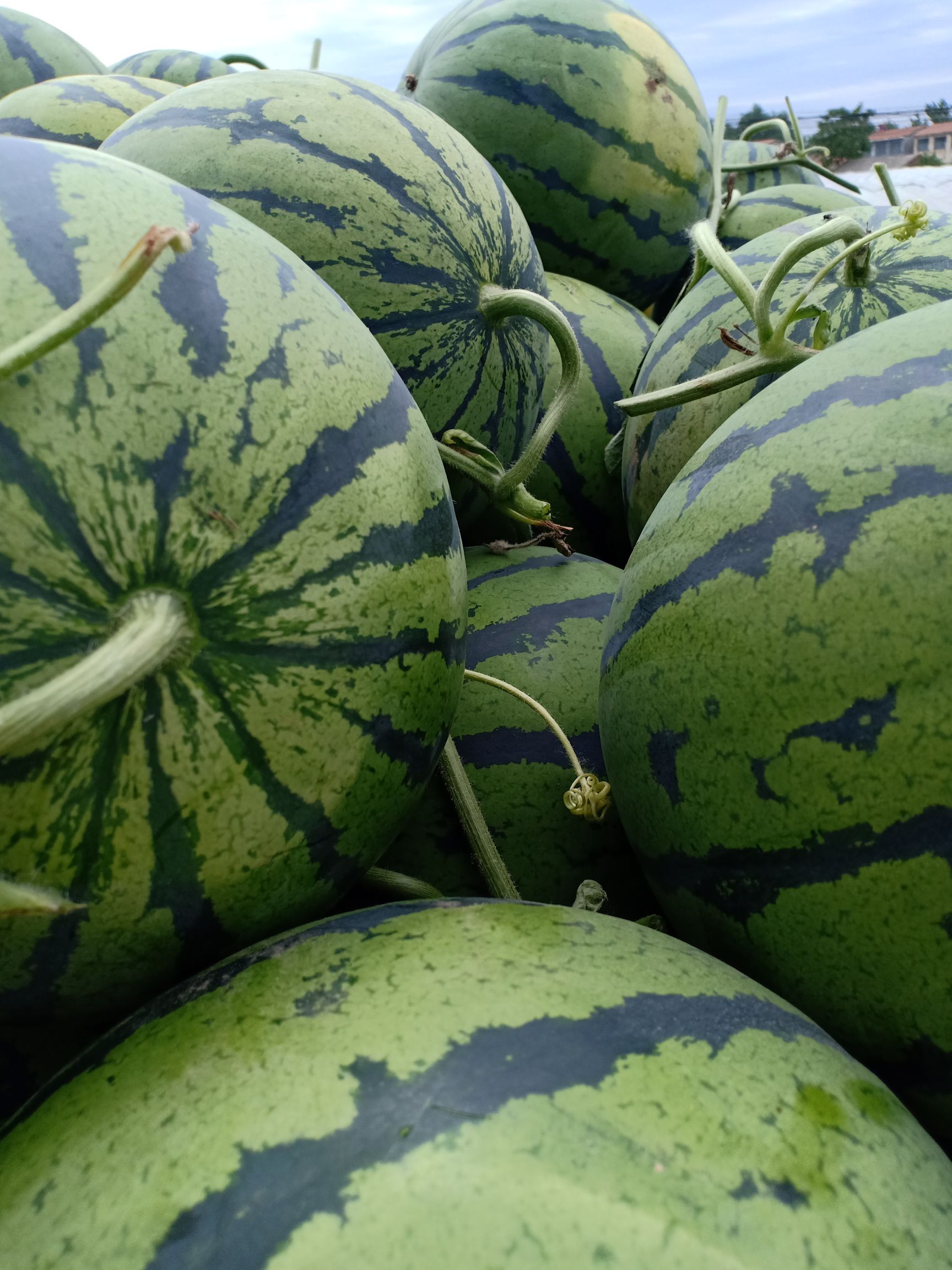 [京欣西瓜种子批发]京欣西瓜种子 砀山县京欣西