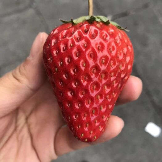 泰安 红颜草莓苗 无病虫害【品种纯正】技术指导