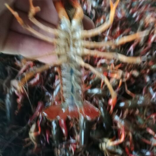 赤壁市 洪湖清水小龙虾