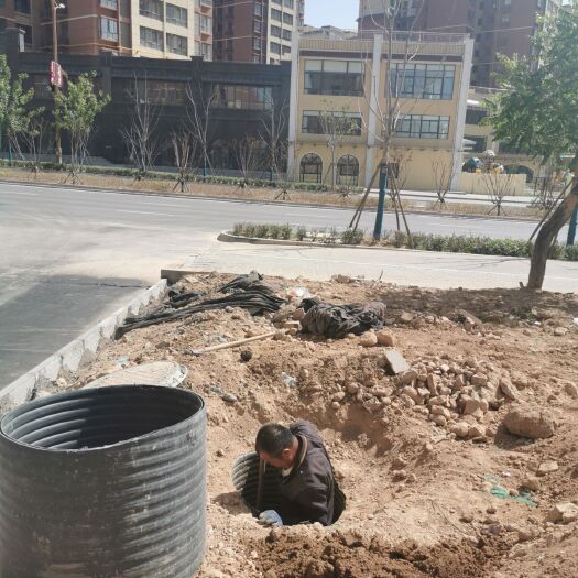 延安 地里挖的土龙骨