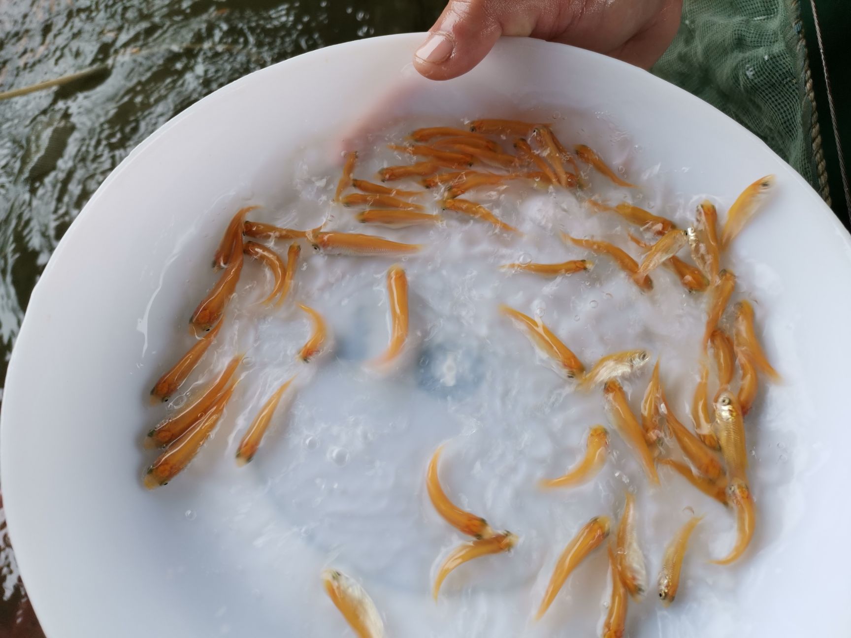 金草魚苗 目前養(yǎng)金草鯇魚，最賺錢的魚。