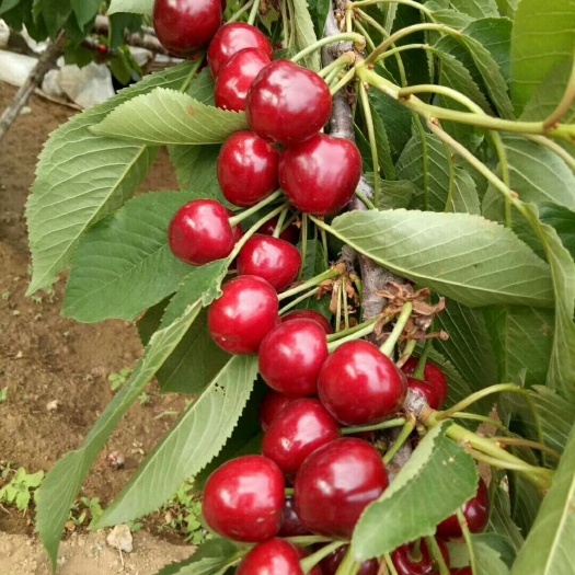 大连 出售大连金州自家山地大樱桃🍒、自然成熟、质量保证、清晨摘