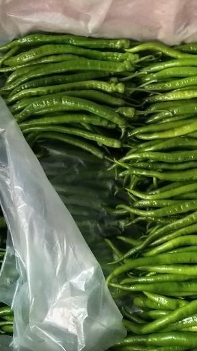 兰陵县兰陵县线椒大量上市质量很好