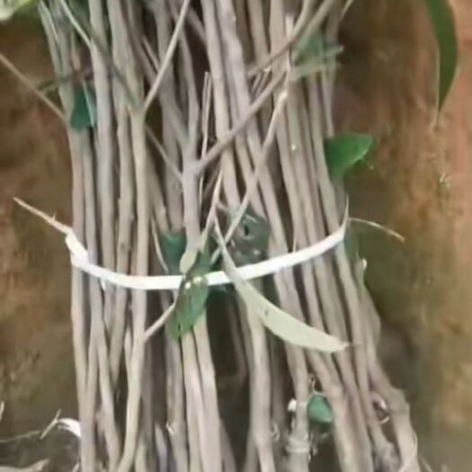 灵山县黄五星枇杷苗