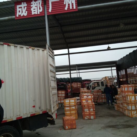 石首市 正品小龙虾